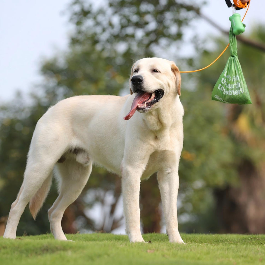 Dog Poop Bags with Handles, Large Size, 240 Bags, Unscented F99267