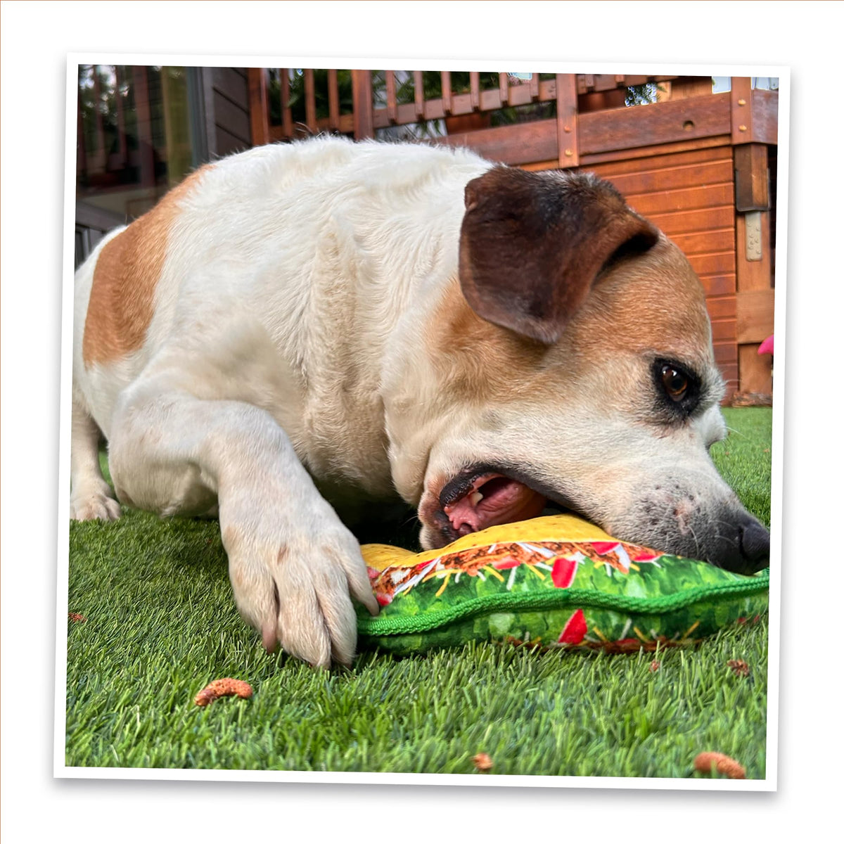 Squeaky Refillable Plush Dog Toy M953899