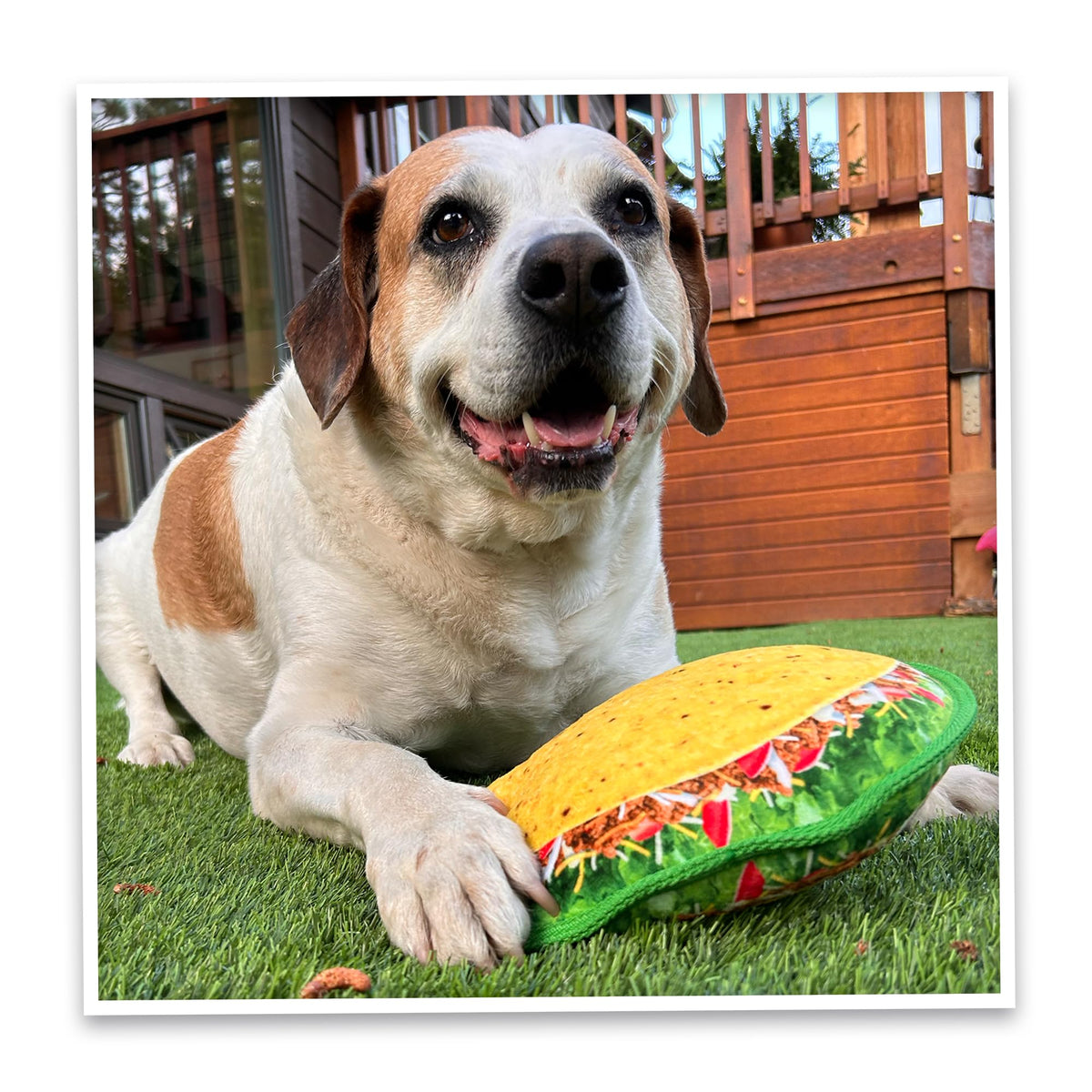 Squeaky Refillable Plush Dog Toy M953899